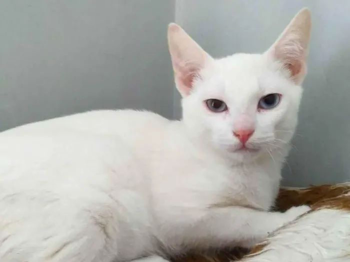 Gato ra a SRD idade 2 a 6 meses nome Will