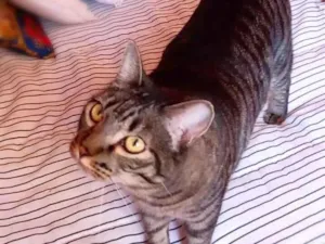 Gato raça srd idade 3 anos nome Frodo