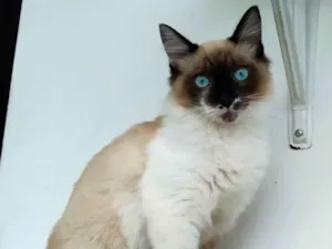 Gato raça srd idade 2 a 6 meses nome Loui