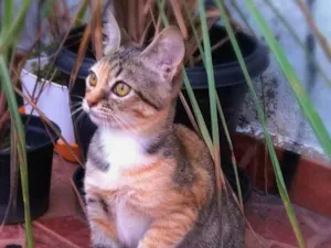 Gato raça srd idade 2 a 6 meses nome Brinna