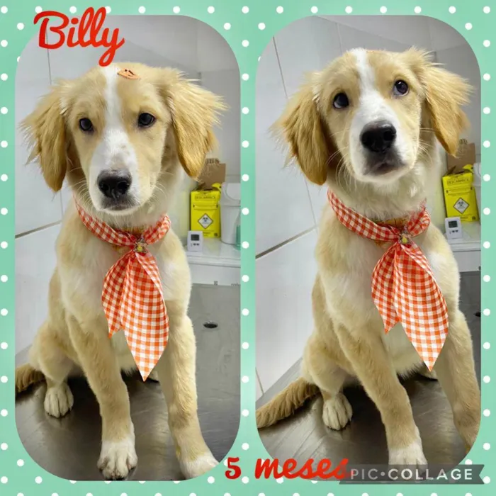 Cachorro ra a SRD  idade 2 a 6 meses nome Billy 