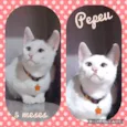 Gato raça SRD  idade 2 a 6 meses nome Pepeu