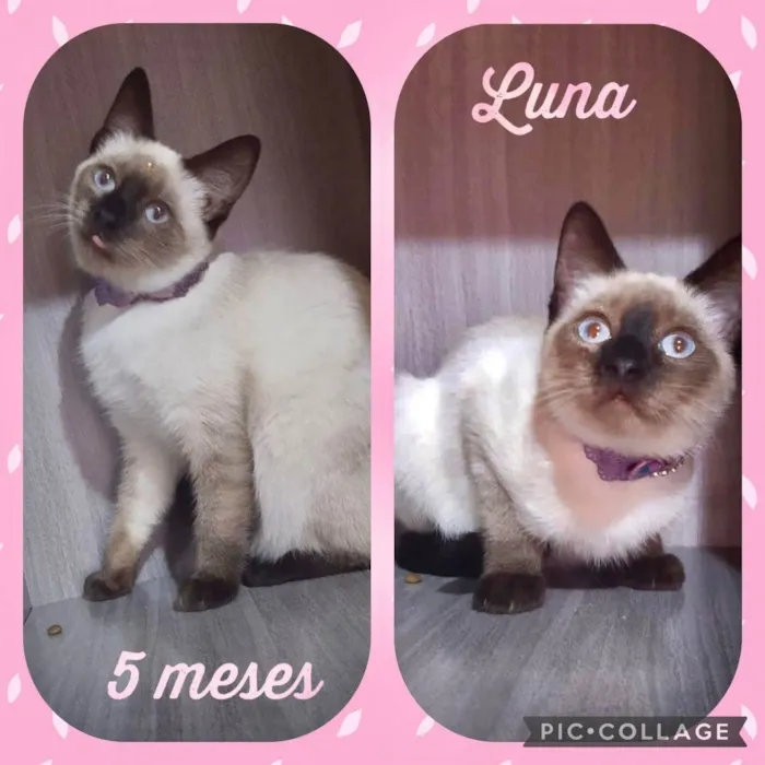 Luna 