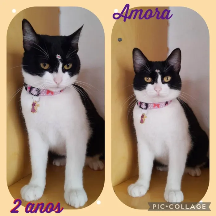 Amora