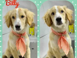 Cachorro raça SRD  idade 2 a 6 meses nome Billy 