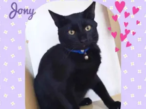 Gato raça SRD  idade 7 a 11 meses nome Jony 