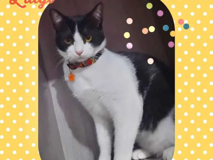 Gato raça SRD  idade 7 a 11 meses nome Luigi