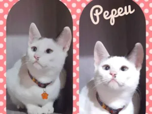 Gato raça SRD  idade 2 a 6 meses nome Pepeu