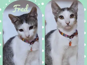 Gato raça SRD  idade 7 a 11 meses nome Fred