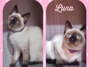 Gato raça SRD  idade 2 a 6 meses nome Luna 