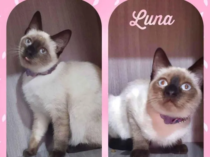 Gato raça SRD  idade 2 a 6 meses nome Luna 