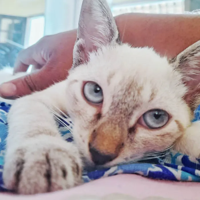 Gato ra a Siamês  idade 2 a 6 meses nome Mel