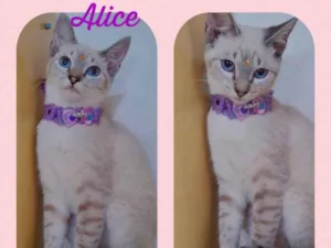 Gato raça SRD  idade 2 a 6 meses nome Alice 