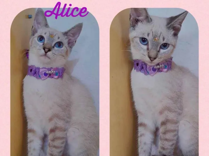 Gato ra a SRD  idade 2 a 6 meses nome Alice 