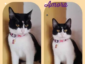 Gato raça SRD  idade 2 anos nome Amora