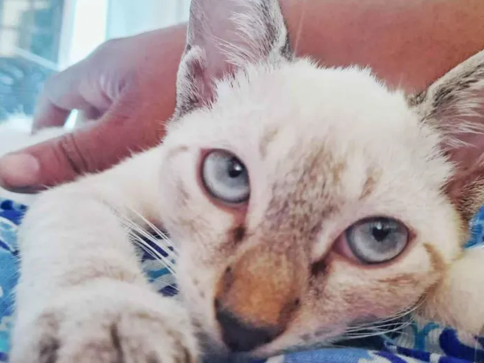 Gato ra a Siamês  idade 2 a 6 meses nome Mel