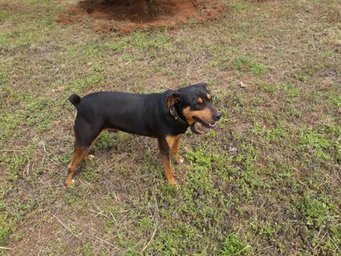 Cachorro ra a rotwaller com vira-lata idade 6 ou mais anos nome Titã