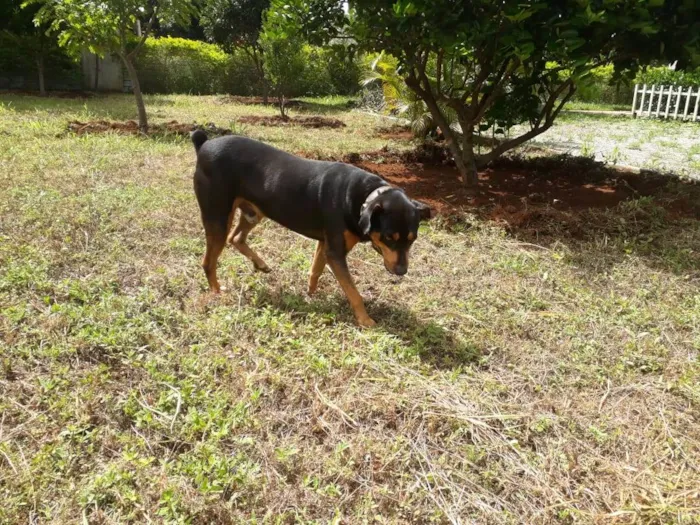 Cachorro ra a rotwaller com vira-lata idade 6 ou mais anos nome Titã