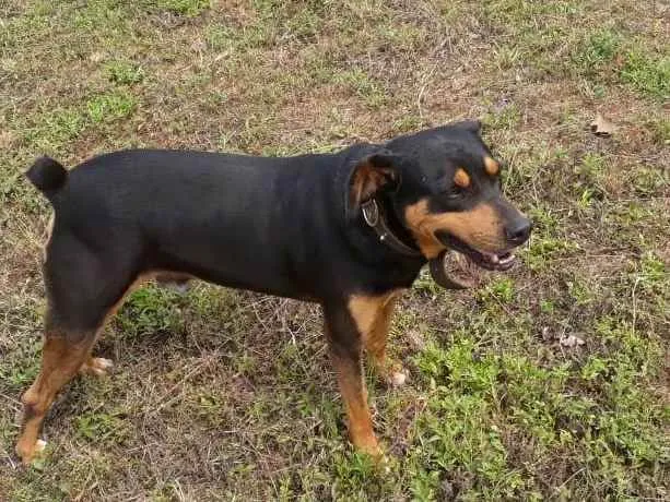 Cachorro ra a rotwaller com vira-lata idade 6 ou mais anos nome Titã