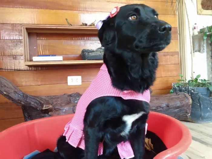 Cachorro ra a Flat Coat Retriever idade 1 ano nome Zurique