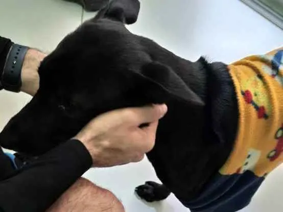 Cachorro ra a VIRA LATA idade 2 anos nome COSTELINHA/OGUM