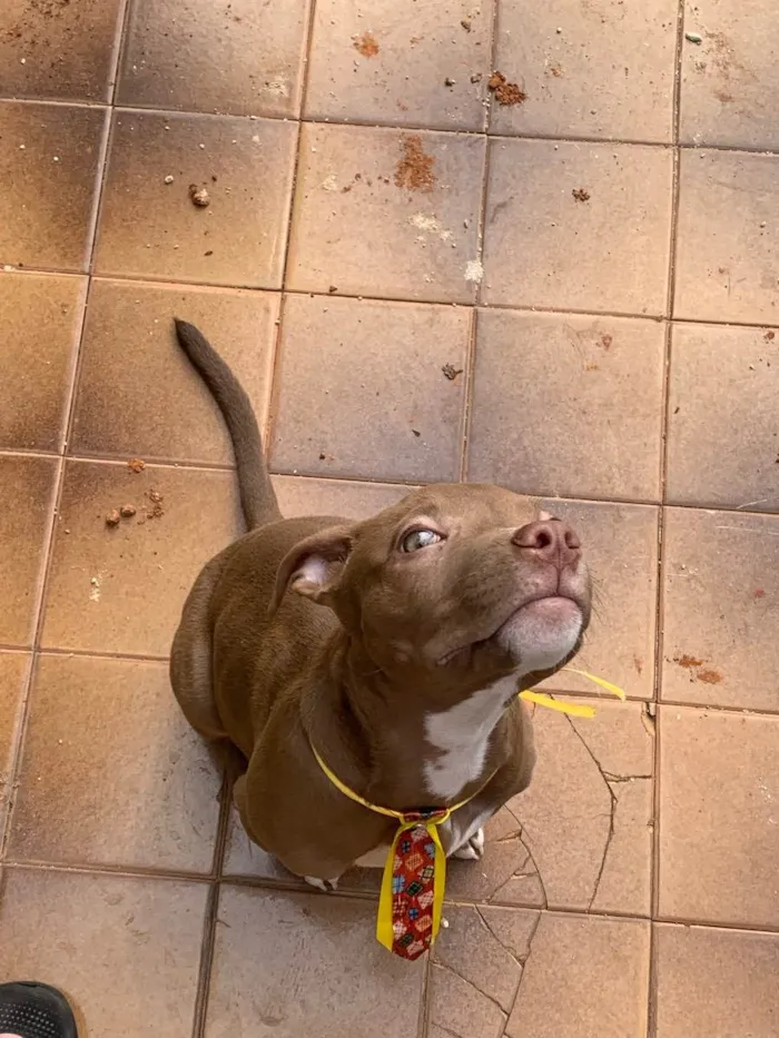 Cachorro ra a American starforshire idade 2 a 6 meses nome Simba