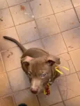 Simba