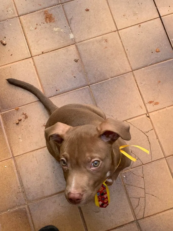 Cachorro ra a American starforshire idade 2 a 6 meses nome Simba