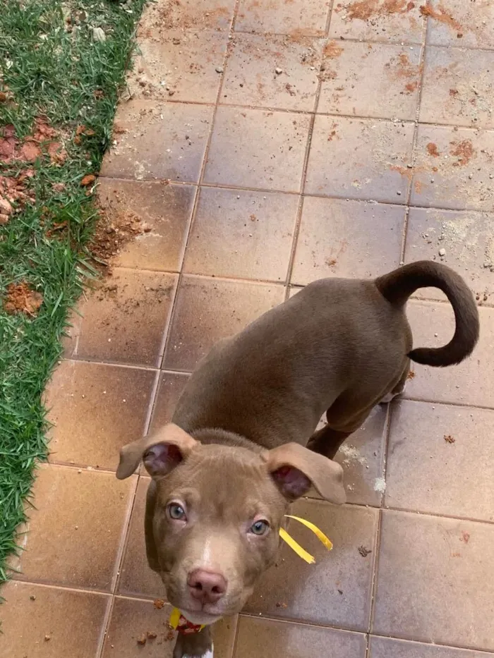 Cachorro ra a American starforshire idade 2 a 6 meses nome Simba