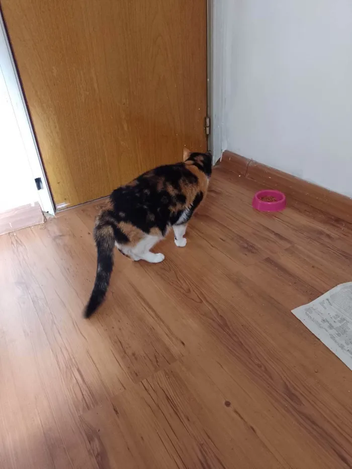 Gato raça Carey idade 2 a 6 meses nome Frida