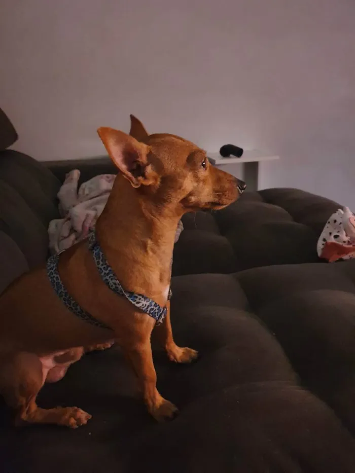 Cachorro ra a PINSCHER idade 2 anos nome TEODORO