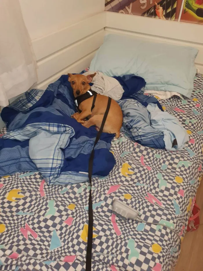 Cachorro ra a PINSCHER idade 2 anos nome TEODORO