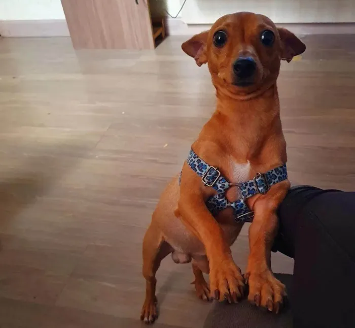 Cachorro ra a PINSCHER idade 2 anos nome TEODORO
