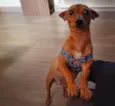 TEODORO