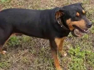 Cachorro raça rotwaller com vira-lata idade 6 ou mais anos nome Titã