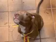 Simba