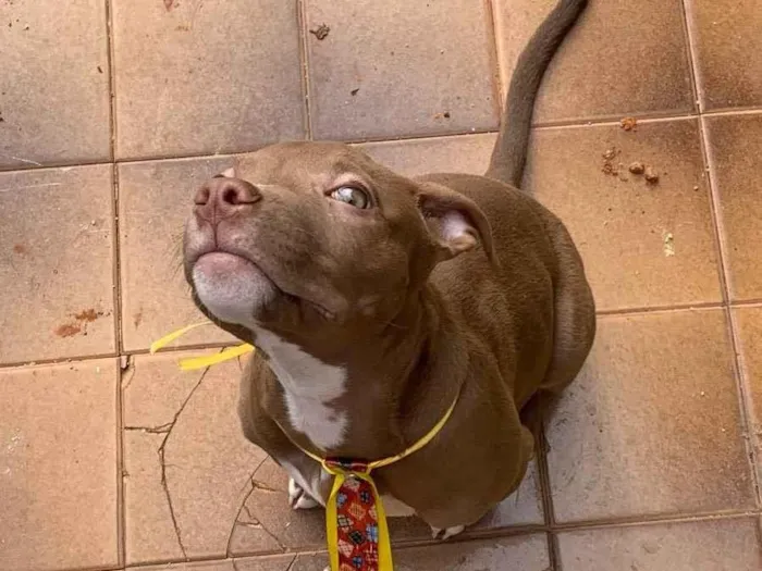 Cachorro ra a American starforshire idade 2 a 6 meses nome Simba