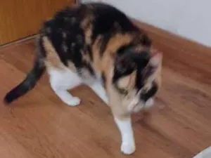 Gato raça Carey idade 2 a 6 meses nome Frida