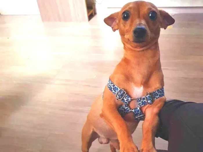 Cachorro ra a PINSCHER idade 2 anos nome TEODORO