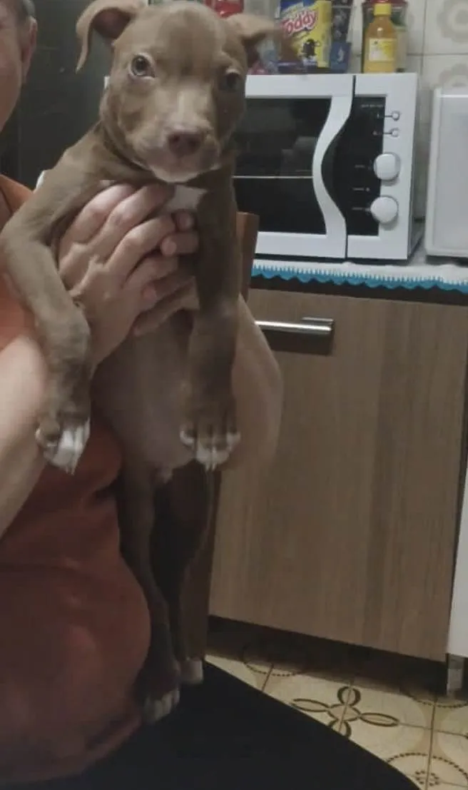 Cachorro ra a american star for chaire idade 2 a 6 meses nome Simba