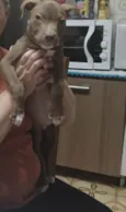 Simba