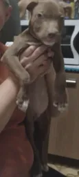 Simba