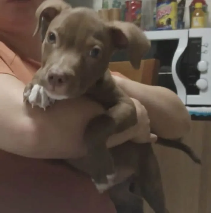 Cachorro ra a american star for chaire idade 2 a 6 meses nome Simba