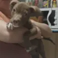 Simba