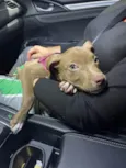 Simba