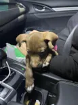 Simba