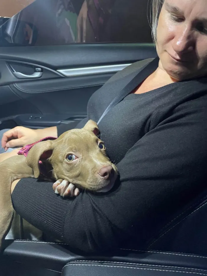 Cachorro ra a american star for chaire idade 2 a 6 meses nome Simba