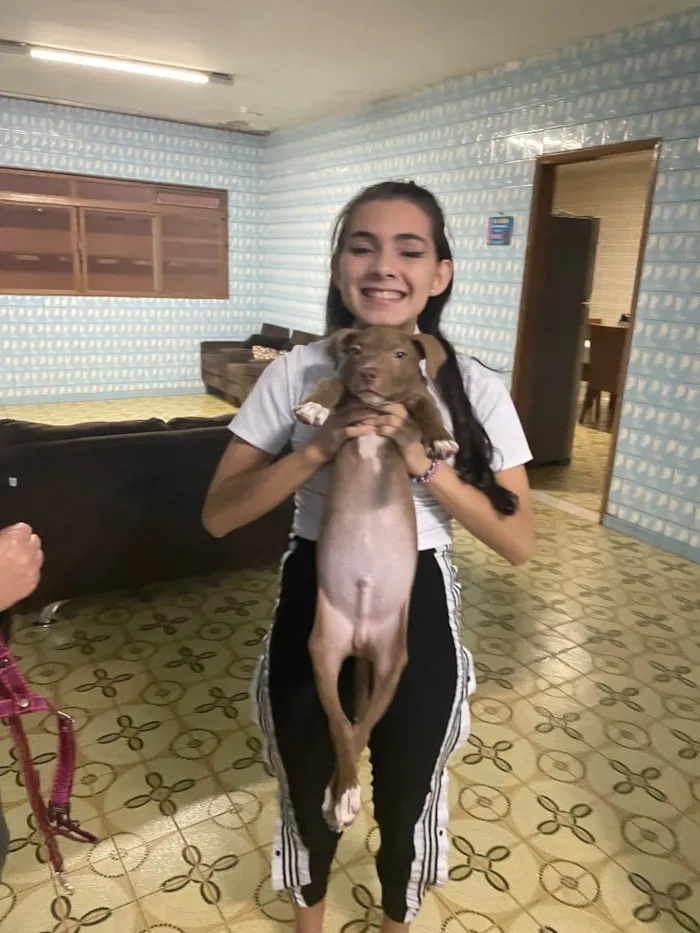 Cachorro ra a american star for chaire idade 2 a 6 meses nome Simba