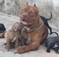 Simba