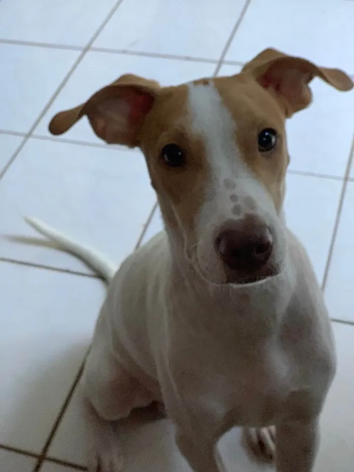 Cachorro ra a Sem raça definida idade 1 ano nome Apolo